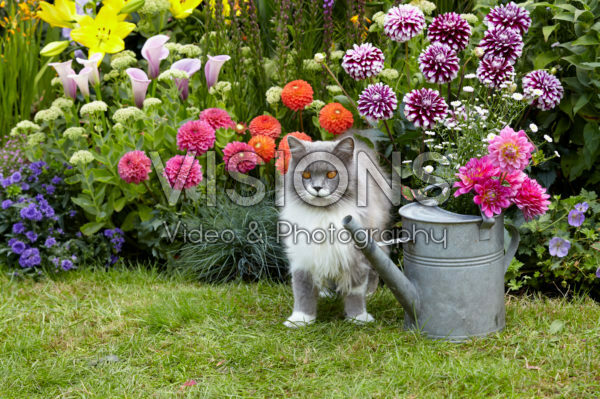 Summer flowering bulbs in border Summer flowering bulbs in border