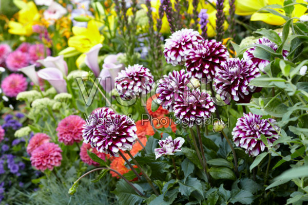 Summer flowering bulbs Summer flowering bulbs