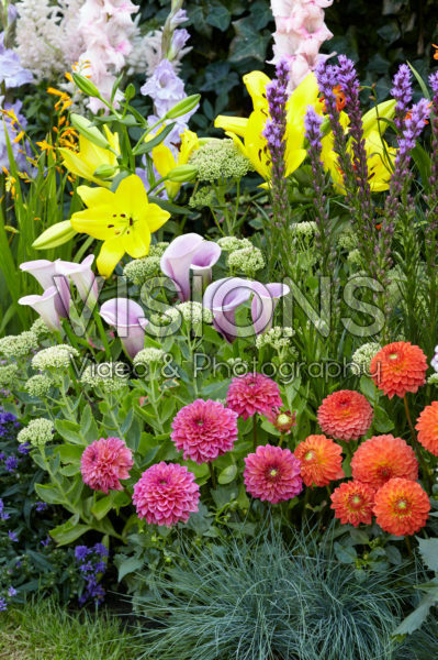 Summer flowering bulbs in border Summer flowering bulbs in border