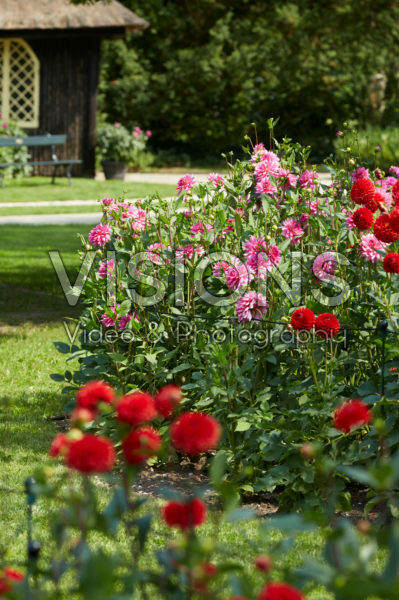 Dahlia border Dahlia border