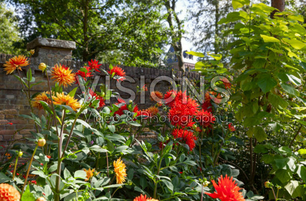 Dahlia border Dahlia border