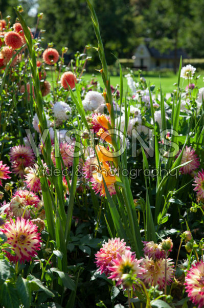 Summer border Summer border