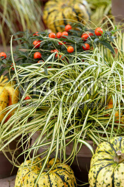 Carex oshimensis Evergold Carex oshimensis Evergold