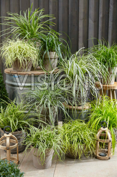 Carex collection Carex collection