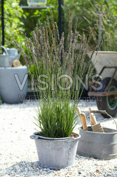 Molinia caerulea Moorhexe Molinia caerulea Moorhexe