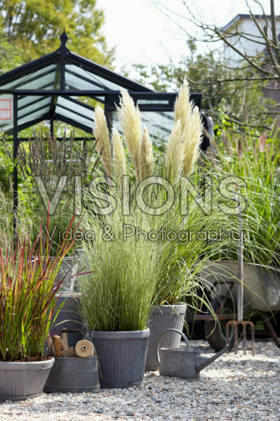 Ornamental grass collection Ornamental grass collection