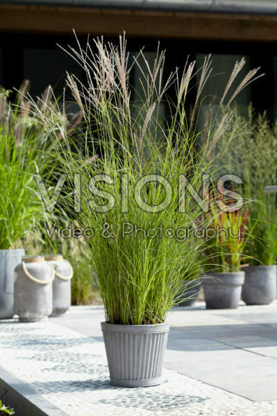 Miscanthus sinensis Kleine Silberspinne Miscanthus sinensis Kleine Silberspinne