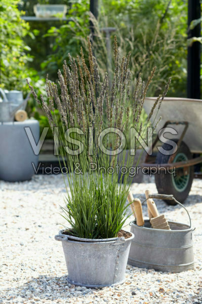 Molinia caerulea Moorhexe Molinia caerulea Moorhexe