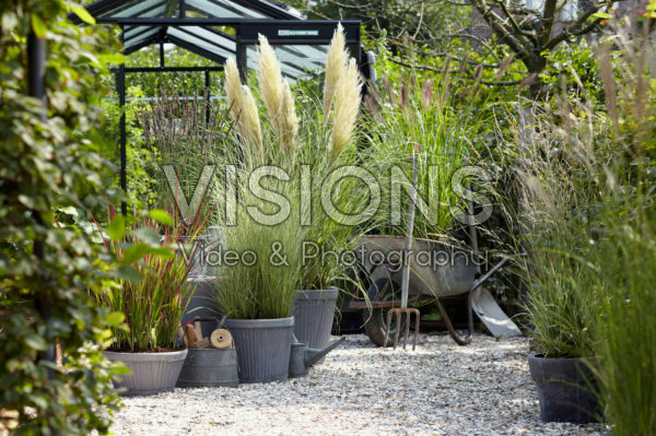 Ornamental grass collection Ornamental grass collection