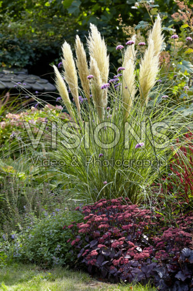 Cortaderia selloana Esperanto Cortaderia selloana Esperanto