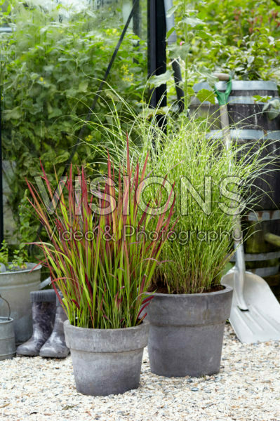 Imperata cylindrica Red Baron, Miscanthus sinensis Little Zebra Imperata cylindrica Red Baron, Miscanthus sinensis Little Zebra