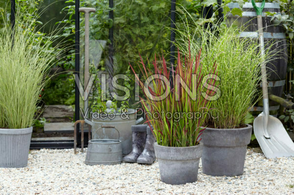 Ornamental grass collection Ornamental grass collection