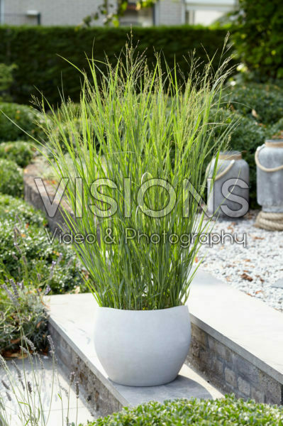Panicum virgatum Heavy Metal Panicum virgatum Heavy Metal