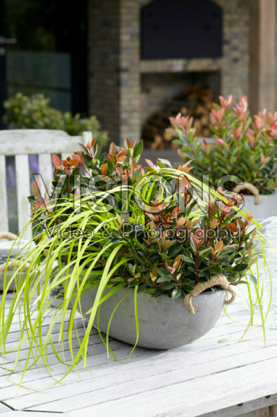 Photinia x fraseri Chico, Carex EverColor® Everillo Photinia x fraseri Chico, Carex EverColor® Everillo