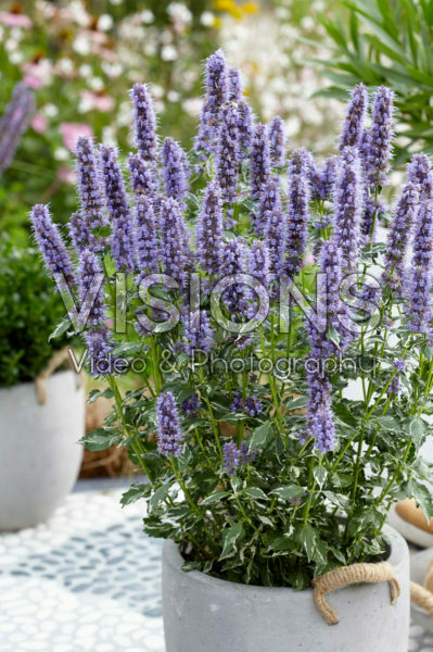 Agastache Crazy Fortune Agastache Crazy Fortune