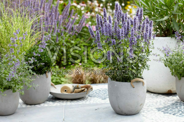 Agastache Crazy Fortune Agastache Crazy Fortune