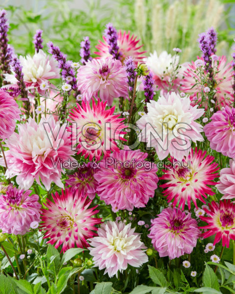 Dahlia mix Dahlia mix