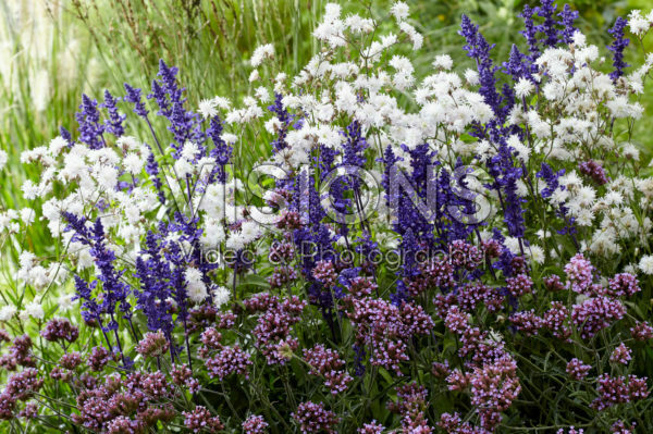 Perennial combination Perennial combination