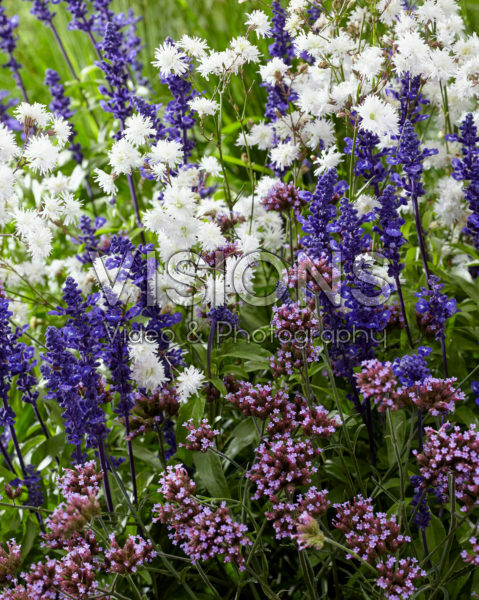 Perennial combination Perennial combination