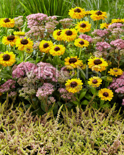 Perennial combination Perennial combination