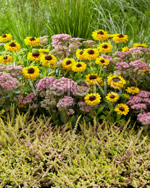 Perennial combination Perennial combination