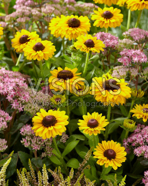 Rudbeckia hirta Tiger Eye Gold, Sedum Rudbeckia hirta Tiger Eye Gold, Sedum