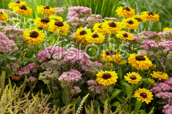 Perennial combination Perennial combination