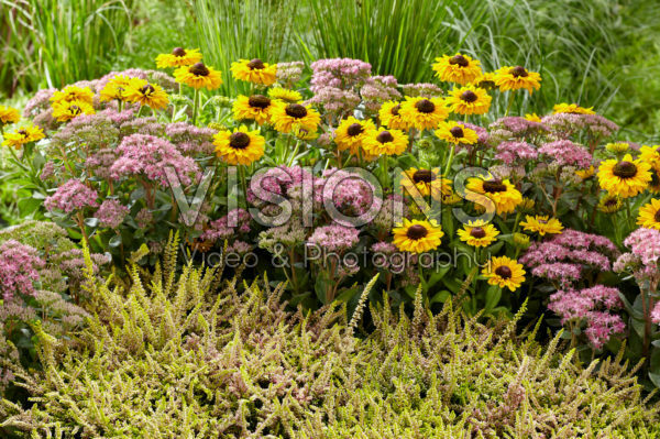 Perennial combination Perennial combination