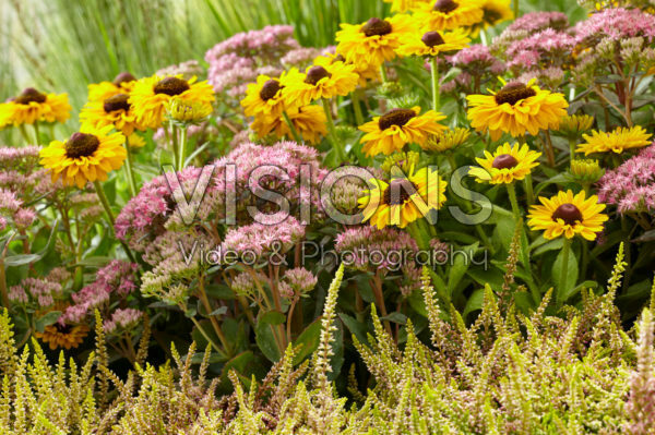 Perennial combination Perennial combination