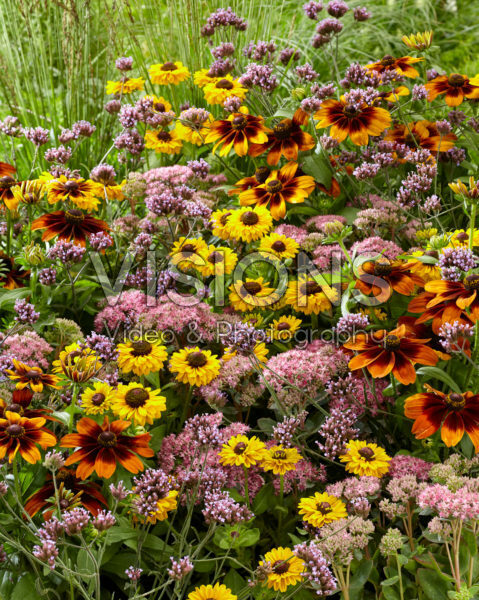 Mixed perennials Mixed perennials