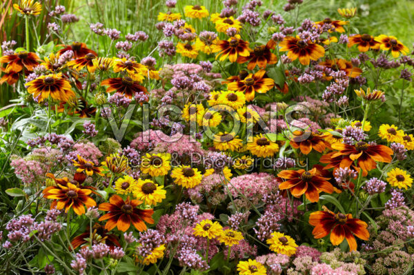 Mixed perennials Mixed perennials