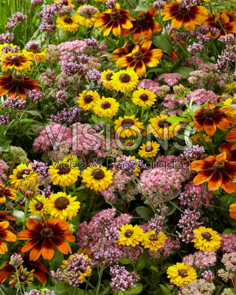 Mixed perennials Mixed perennials