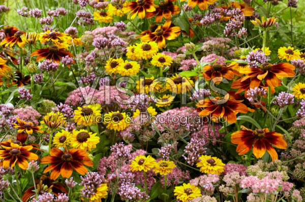 Mixed perennials Mixed perennials