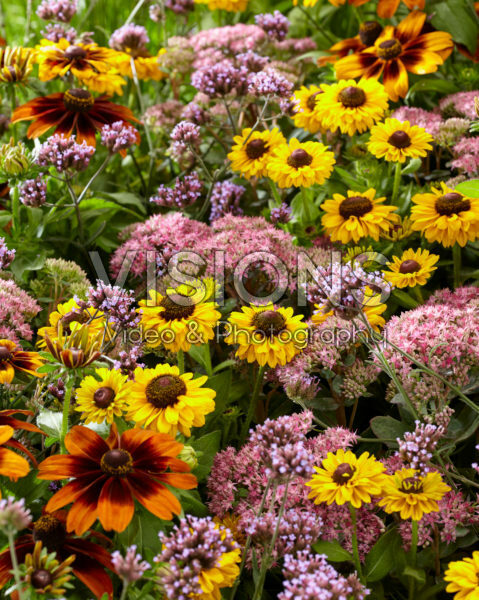 Mixed perennials Mixed perennials