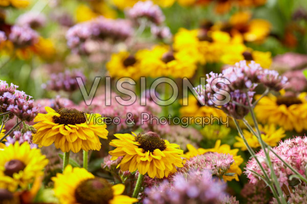 Rudbeckia hirta Tiger Eye Gold Rudbeckia hirta Tiger Eye Gold