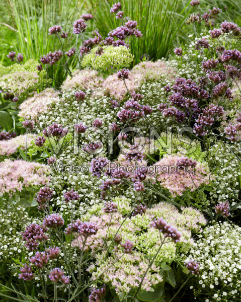 Mixed perennials Mixed perennials