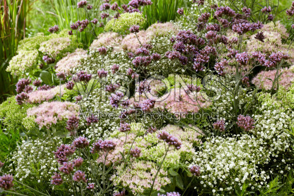 Mixed perennials Mixed perennials