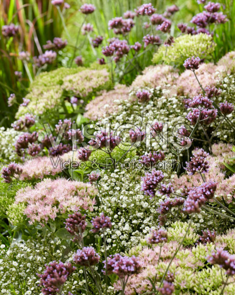 Mixed perennials Mixed perennials
