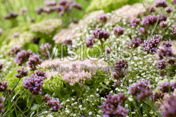 Mixed perennials Mixed perennials