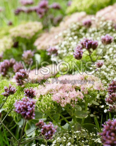 Mixed perennials Mixed perennials