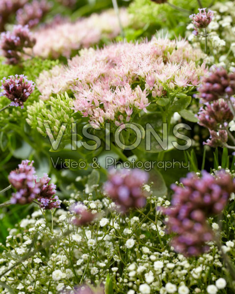 Mixed perennials Mixed perennials