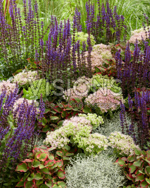 Mixed perennials Mixed perennials