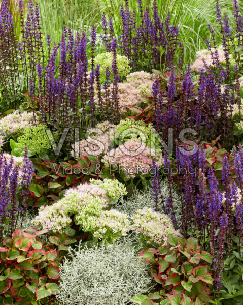 Mixed perennials Mixed perennials