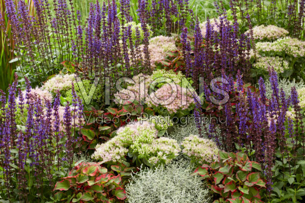Mixed perennials Mixed perennials