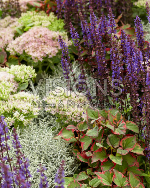 Mixed perennials Mixed perennials