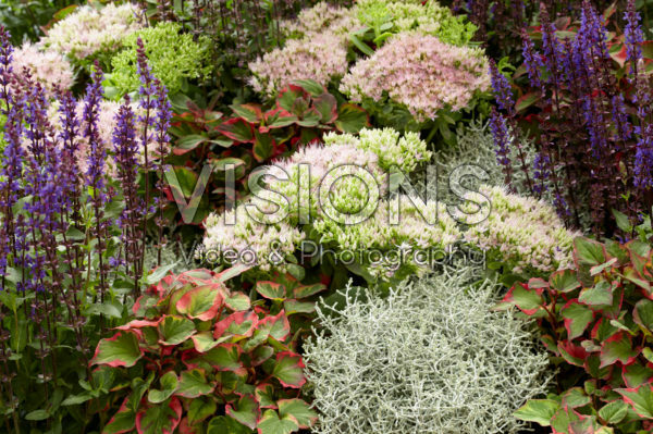 Mixed perennials Mixed perennials