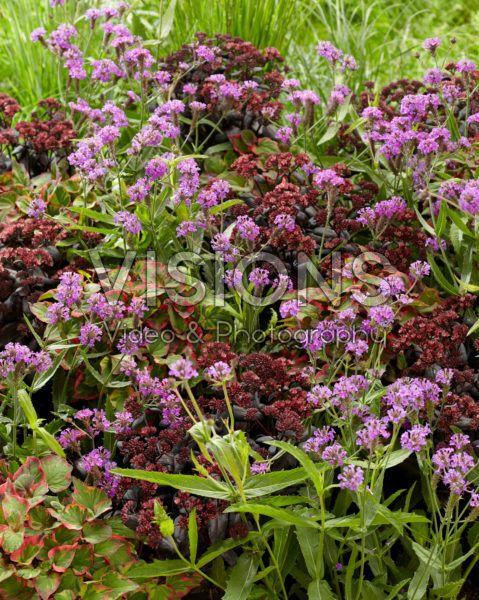 Mixed perennials Mixed perennials