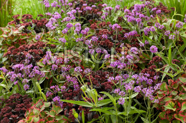 Mixed perennials Mixed perennials