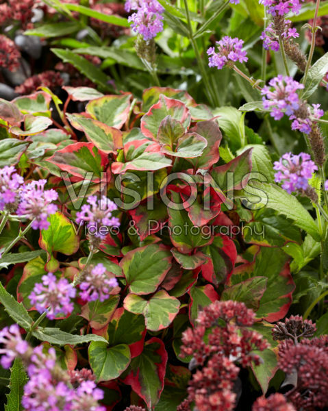 Mixed perennials Mixed perennials