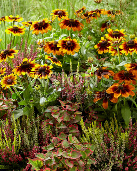 Mixed perennials Mixed perennials